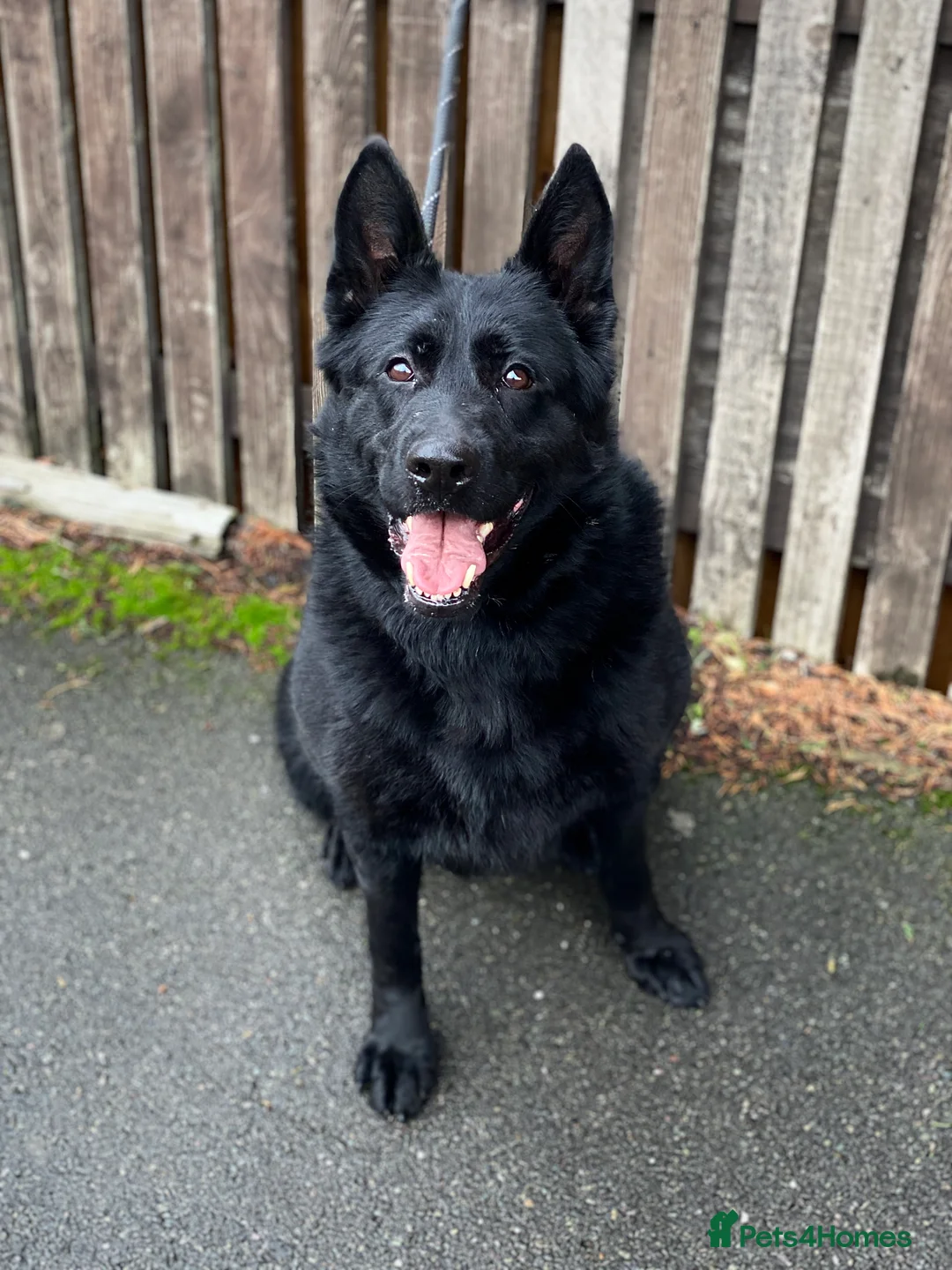 German Shepherd dogs for sale: Rare DDR German shepherds ‼️ - Advert 11