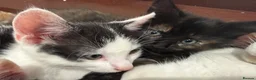 Mixed Breed cats for sale: Adorable Kittens Available to a Loving Home - Advert 18