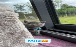 British Shorthair cats for sale: GCCF British Shorthair kittens  - Image 11