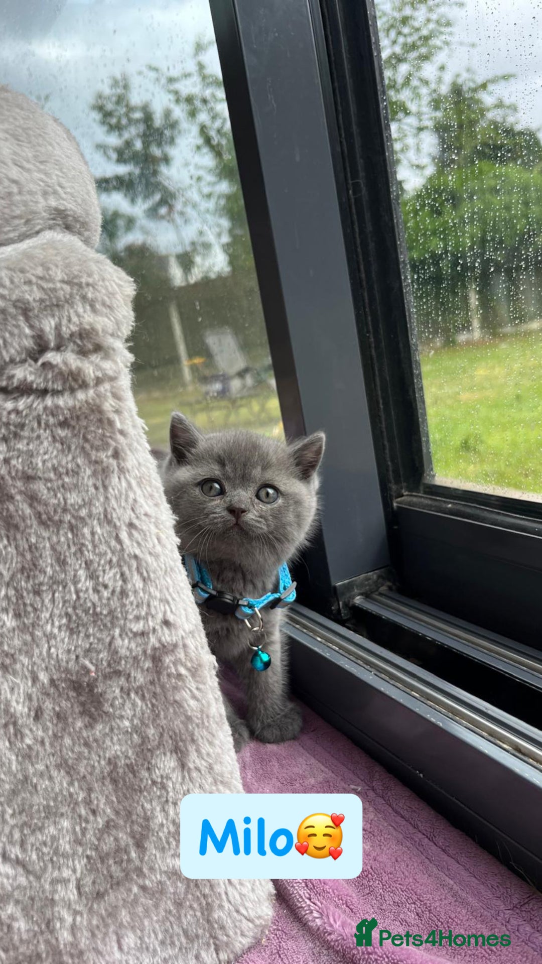 British Shorthair cats for sale: GCCF British Shorthair kittens  - Image 11