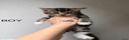 Mixed Breed cats for sale: Cats looking lovely home in Manchester - Advert 3