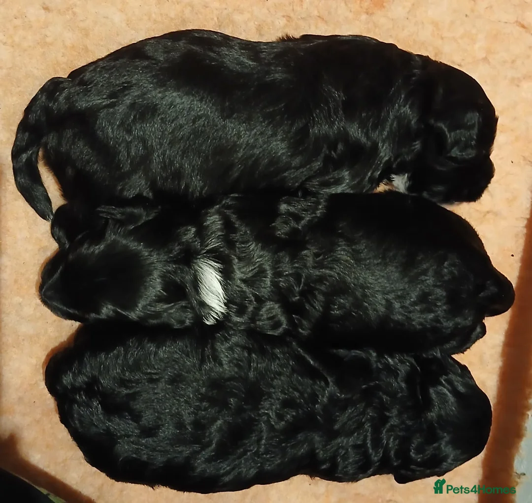 Cockapoo dogs for sale: 3 Beautiful Black & White Cockerpoo pups in New Milton - Advert 2