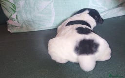 Sprocker dogs for sale: Adorable Chunky Sprocker Spaniel Pups - Image 21