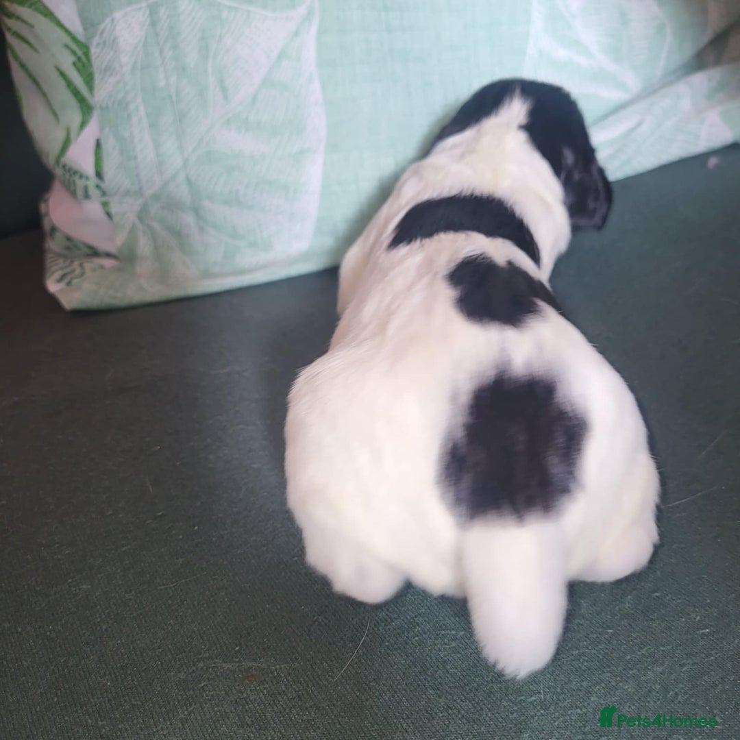 Sprocker dogs for sale: Adorable Chunky Sprocker Spaniel Pups - Image 21