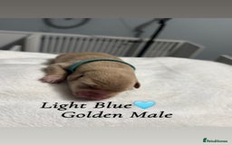 Labrador Retriever dogs for sale: Labrador puppies  - Image 1