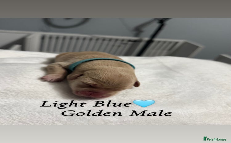 Labrador Retriever dogs - Advert 2