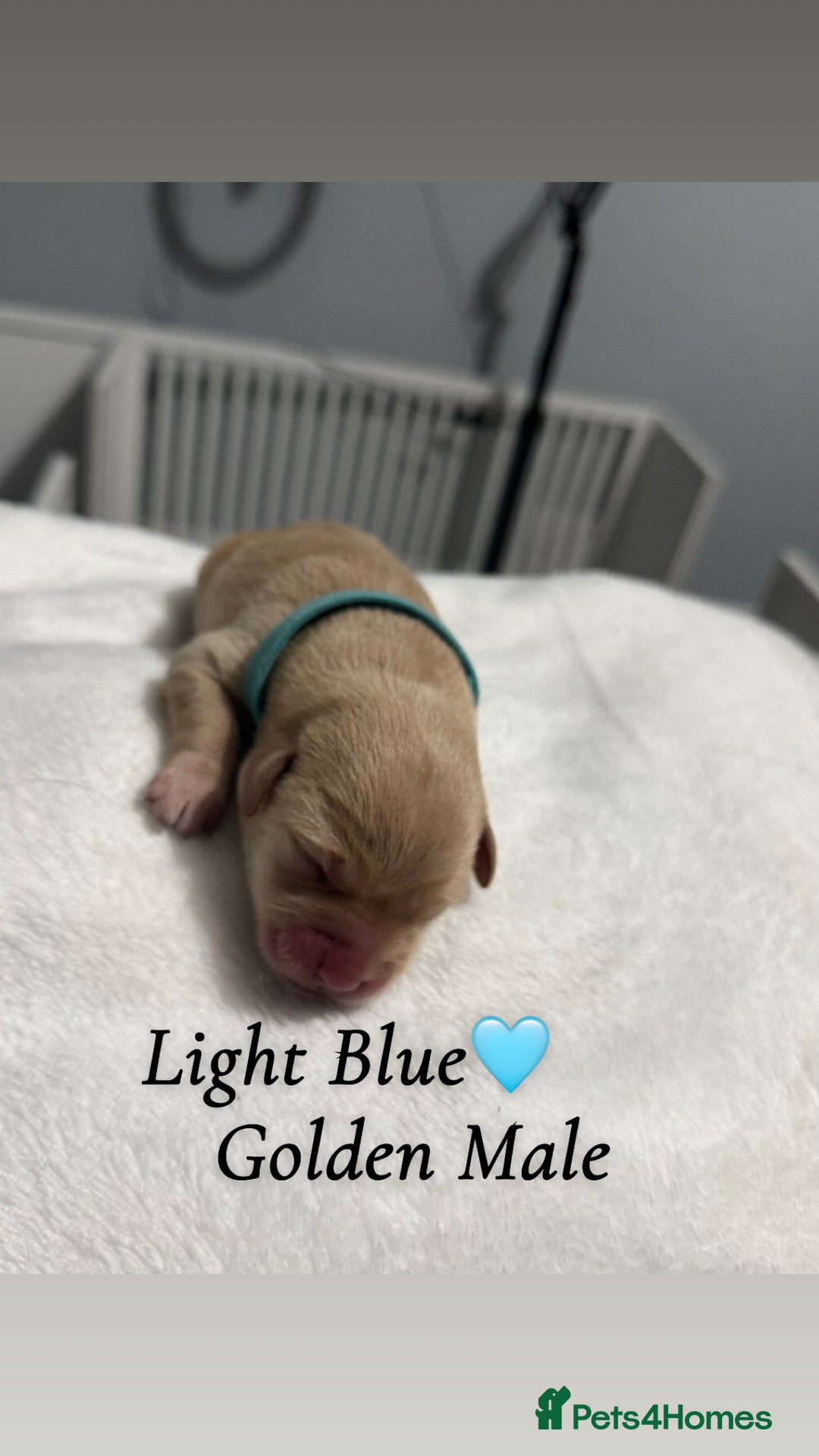 Labrador Retriever dogs for sale: Labrador puppies  - Image 1