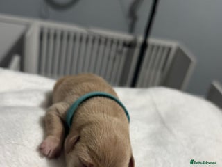 Labrador Retriever dogs - Advert 3