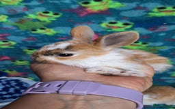 Mixed Breed rabbits for sale: Baby rabbits for sale  - Image 8