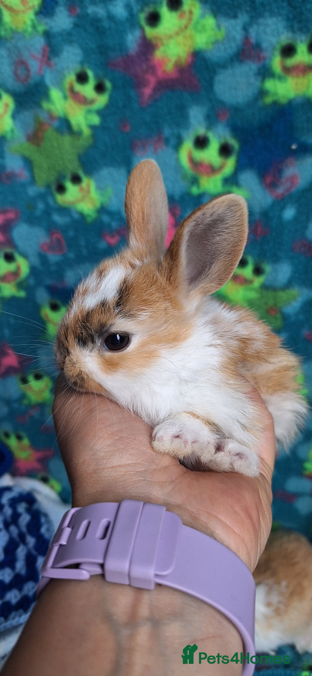 Mixed Breed rabbits for sale: Baby rabbits for sale  - Image 8