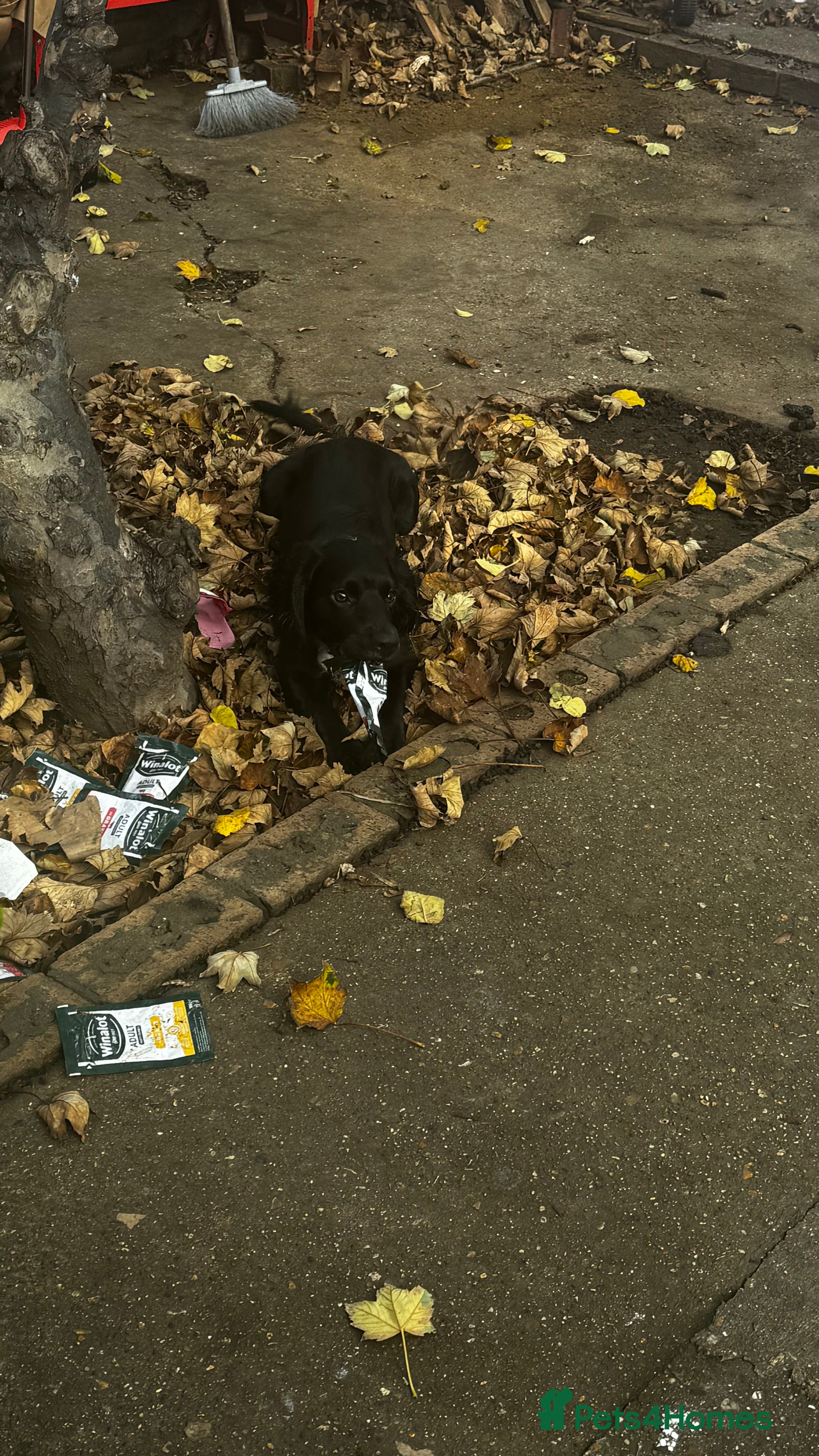 Cocker Spaniel dogs Beautiful female dog, well trained,family friendly - Advert 3