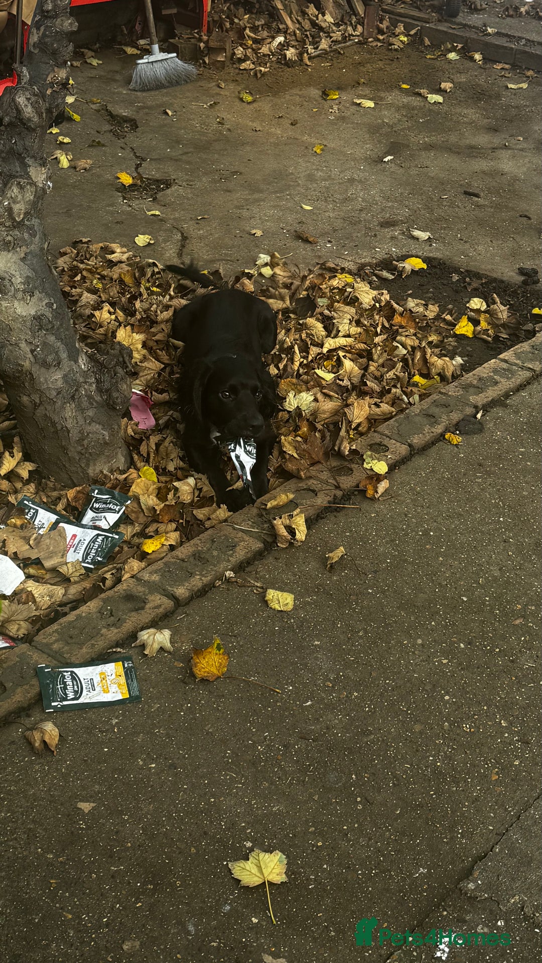 Cocker Spaniel dogs for sale: Beautiful female dog, well trained,family friendly - Advert 1