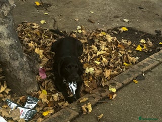 Cocker Spaniel dogs Beautiful female dog, well trained,family friendly - Advert 10