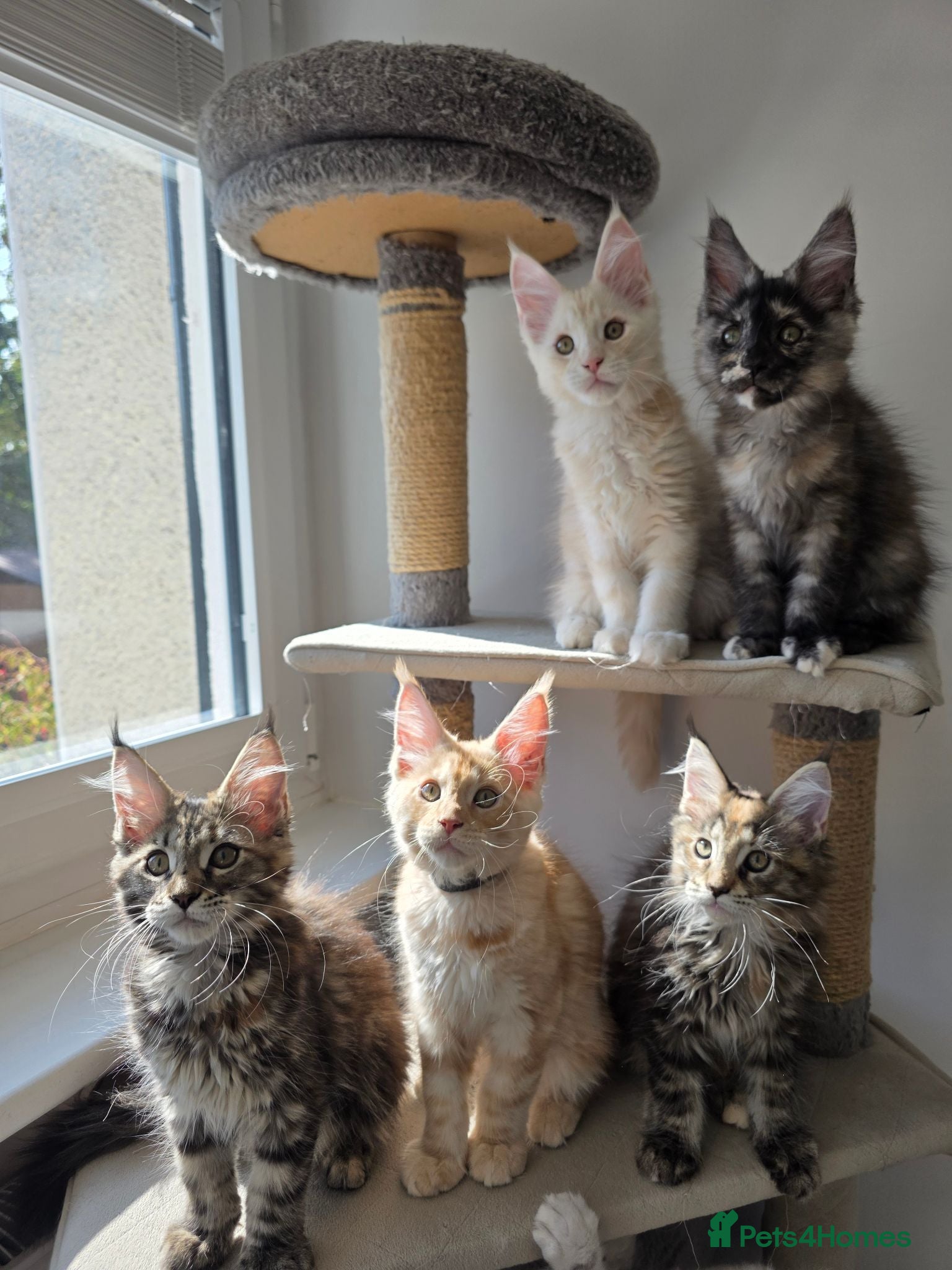 Maine Coon cats TICA Registered Maine Coon Kittens–Russian Line🐾 - Advert 1