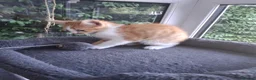 Mixed Breed cats for sale: Rare female Ginger Tabbies 😻 - Advert 22