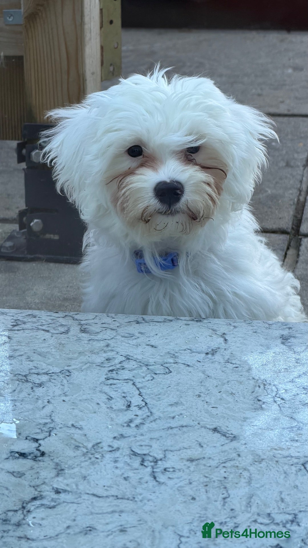 Maltese dogs Bichon Maltese  - Advert 1