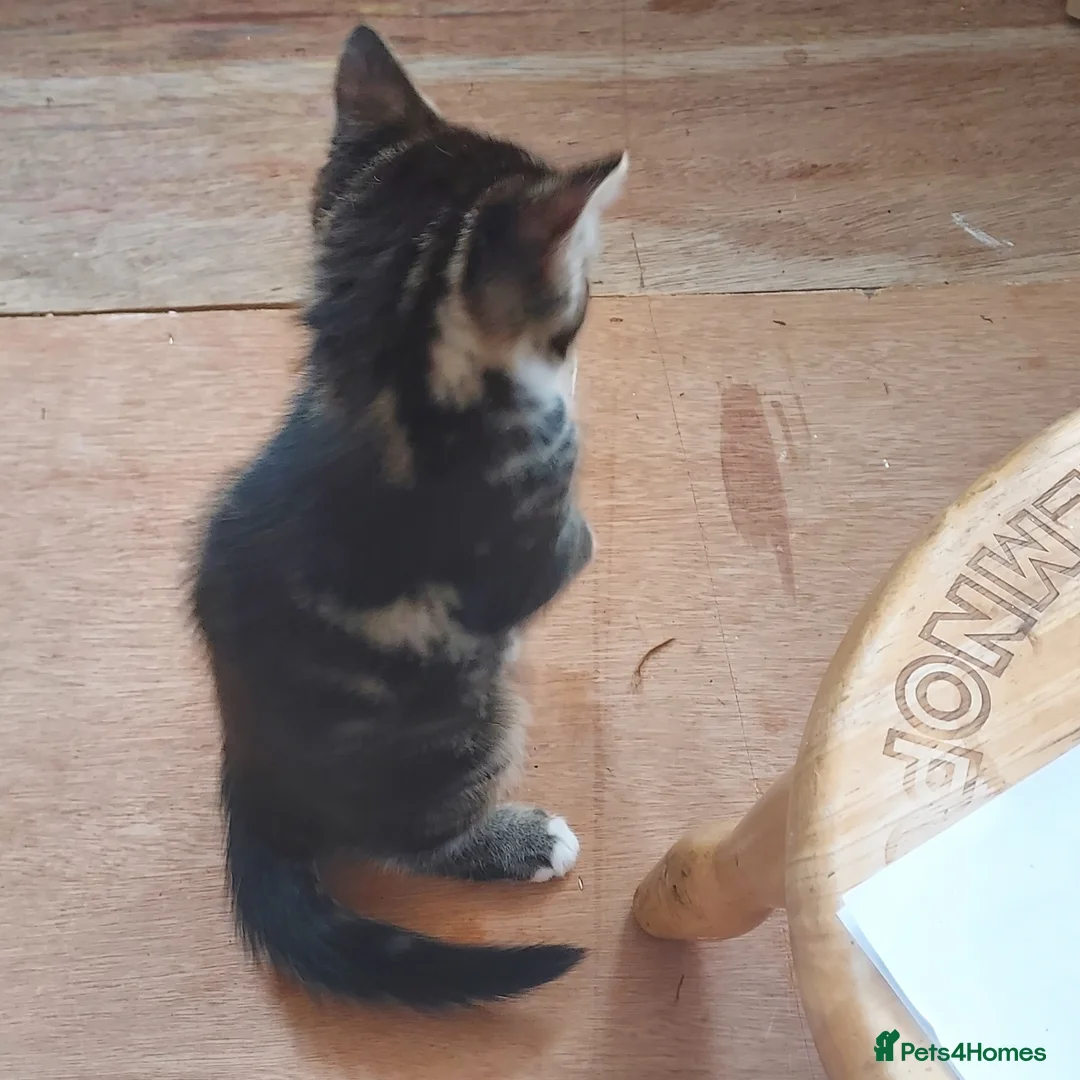 Mixed Breed cats for sale: Kitten beautiful colours =D - Advert 8