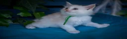 Maine Coon cats for sale: Beautiful fluffy Maine Coon pedigree kittens - Advert 5