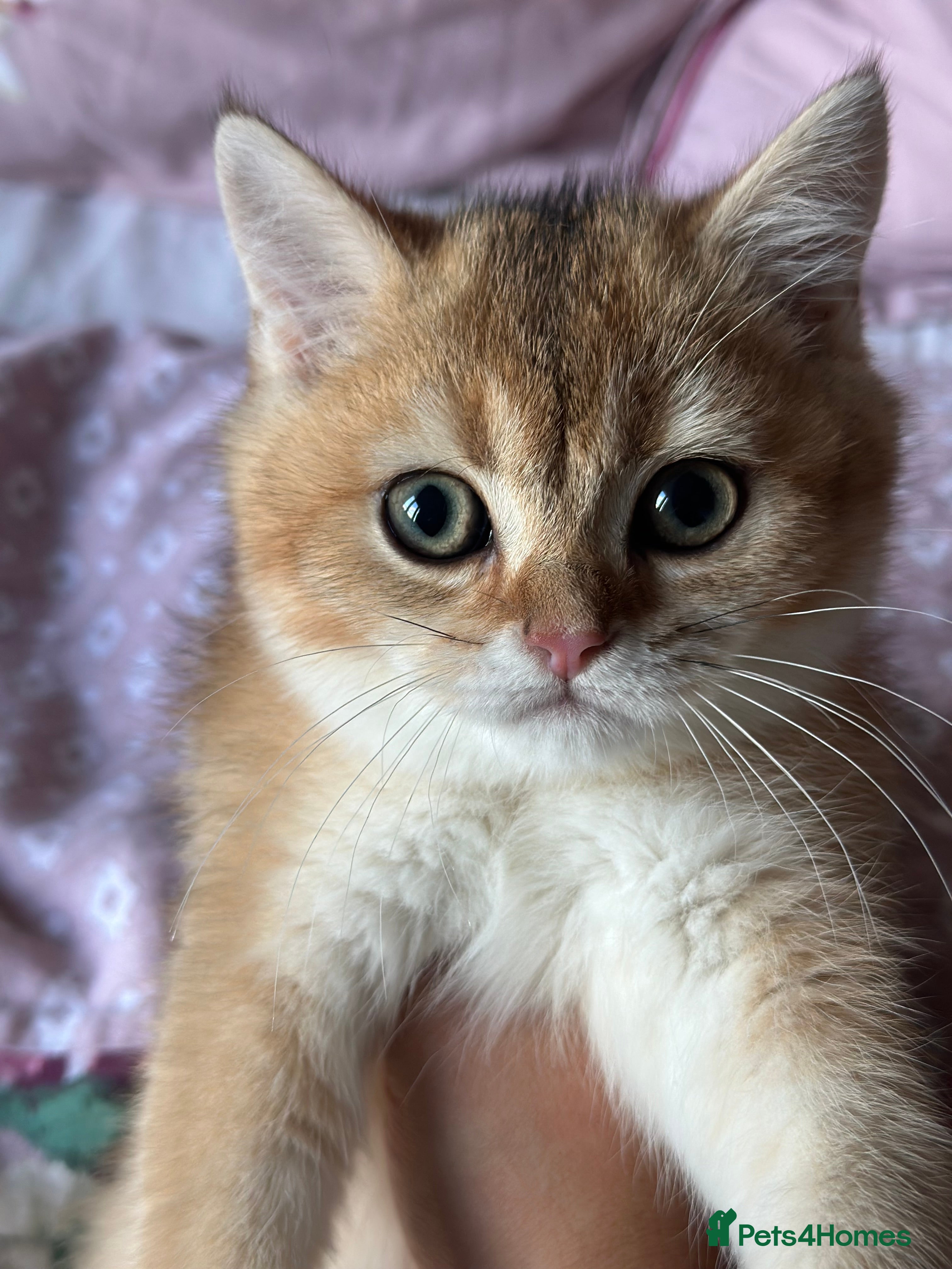 British Shorthair cats ‼️READY NOW‼️ 3 kittens left  - Advert 2