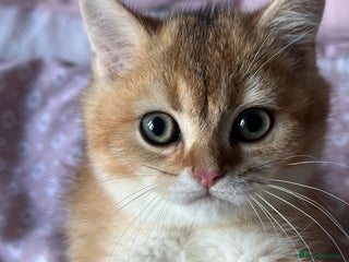 British Shorthair cats ‼️READY NOW‼️ 3 kittens left - Advert 2