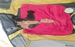 Brazilian Shorthair cats for sale: Kittens for sale - Image 3