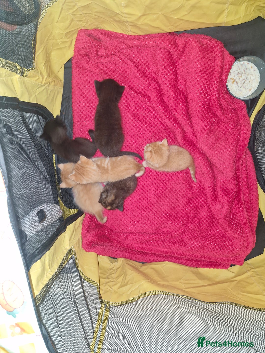 Brazilian Shorthair cats for sale: Kittens for sale - Image 3