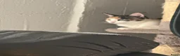 Domestic Shorthair cats for sale: Black and white kitten - Advert 1