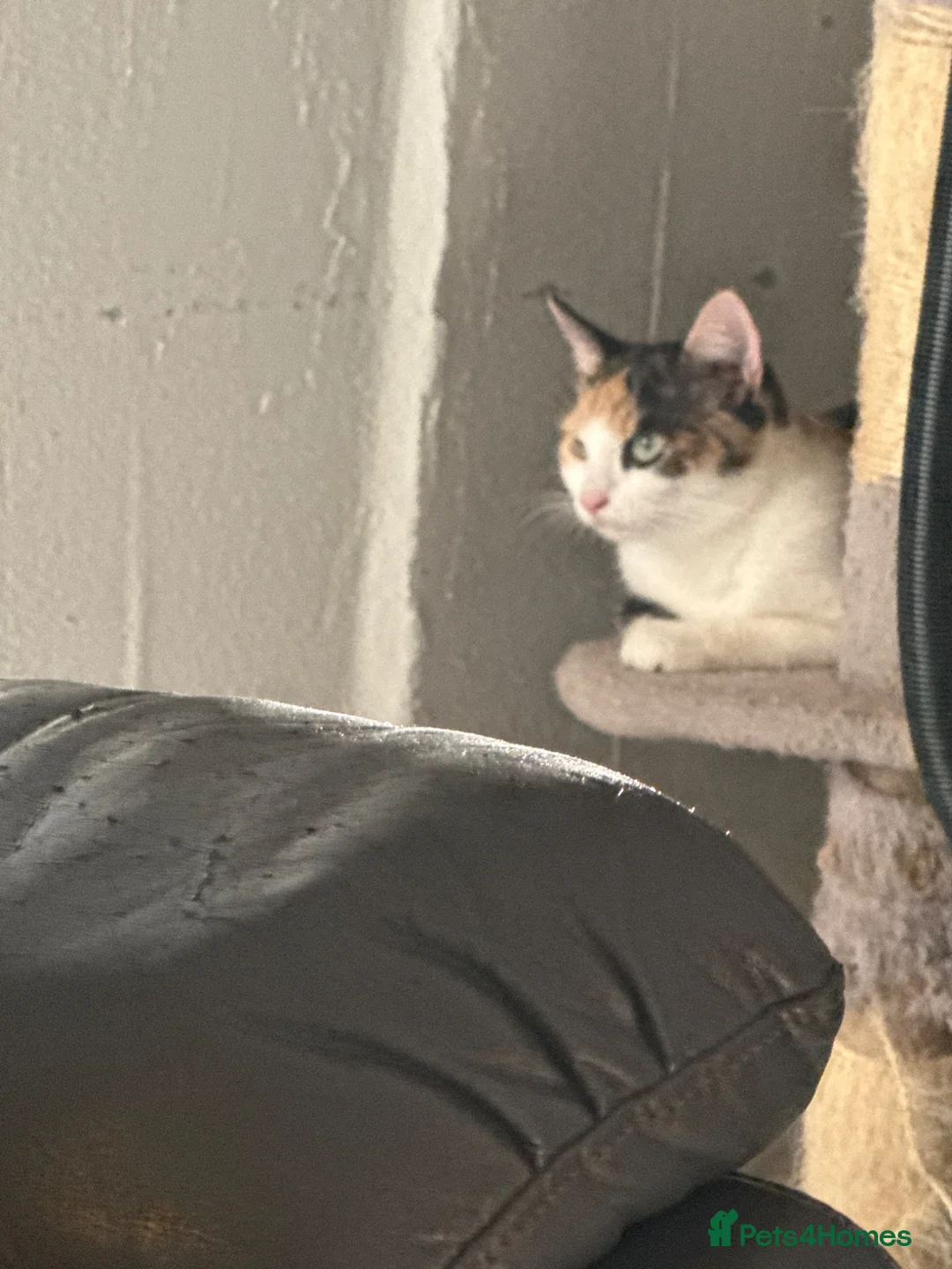 Domestic Shorthair cats for sale: Black and white kitten - Advert 1