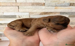 Cockapoo dogs for sale: Beautiful F1 Cockapoo Puppies  - Image 10