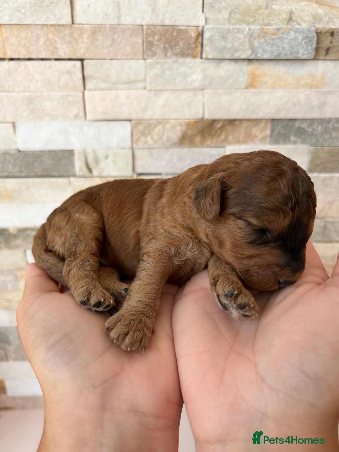 Cockapoo dogs for sale: Beautiful F1 Cockapoo Puppies  - Image 10