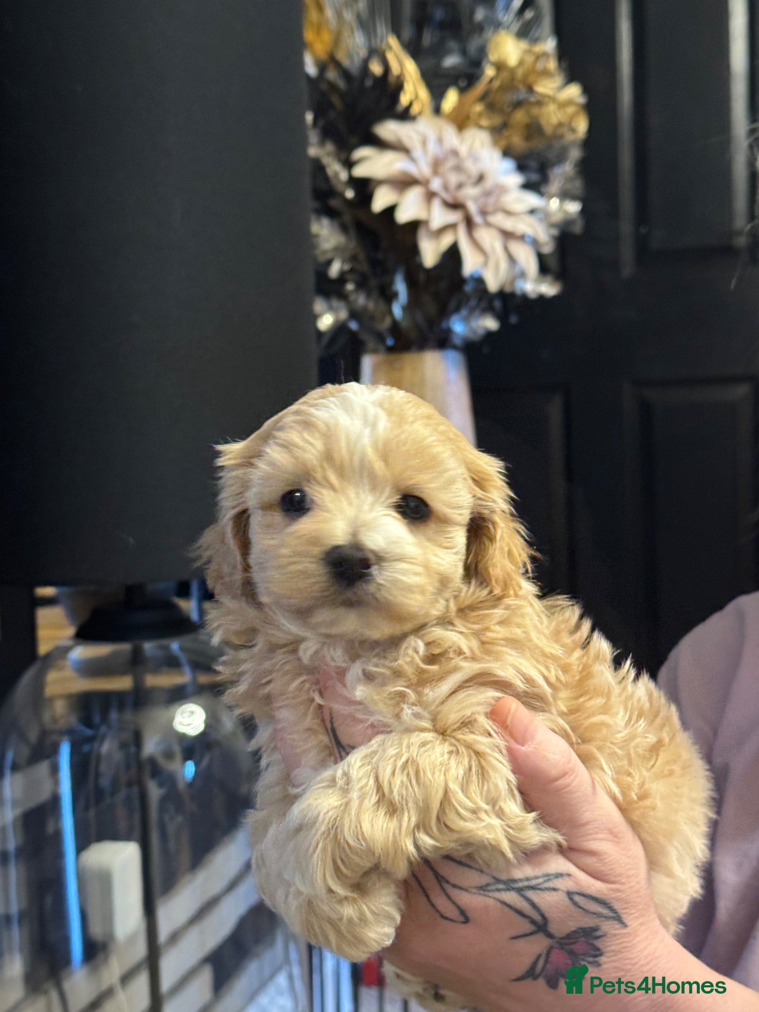 Maltipoo dogs Teddy Bear Maltipoo puppies  - Advert 11