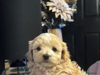 Maltipoo dogs Teddy Bear Maltipoo puppies - Advert 1