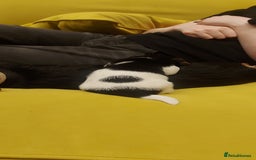 Jack Russell dogs for sale: Stunning tri coloured small JR puppies. - Advert 5