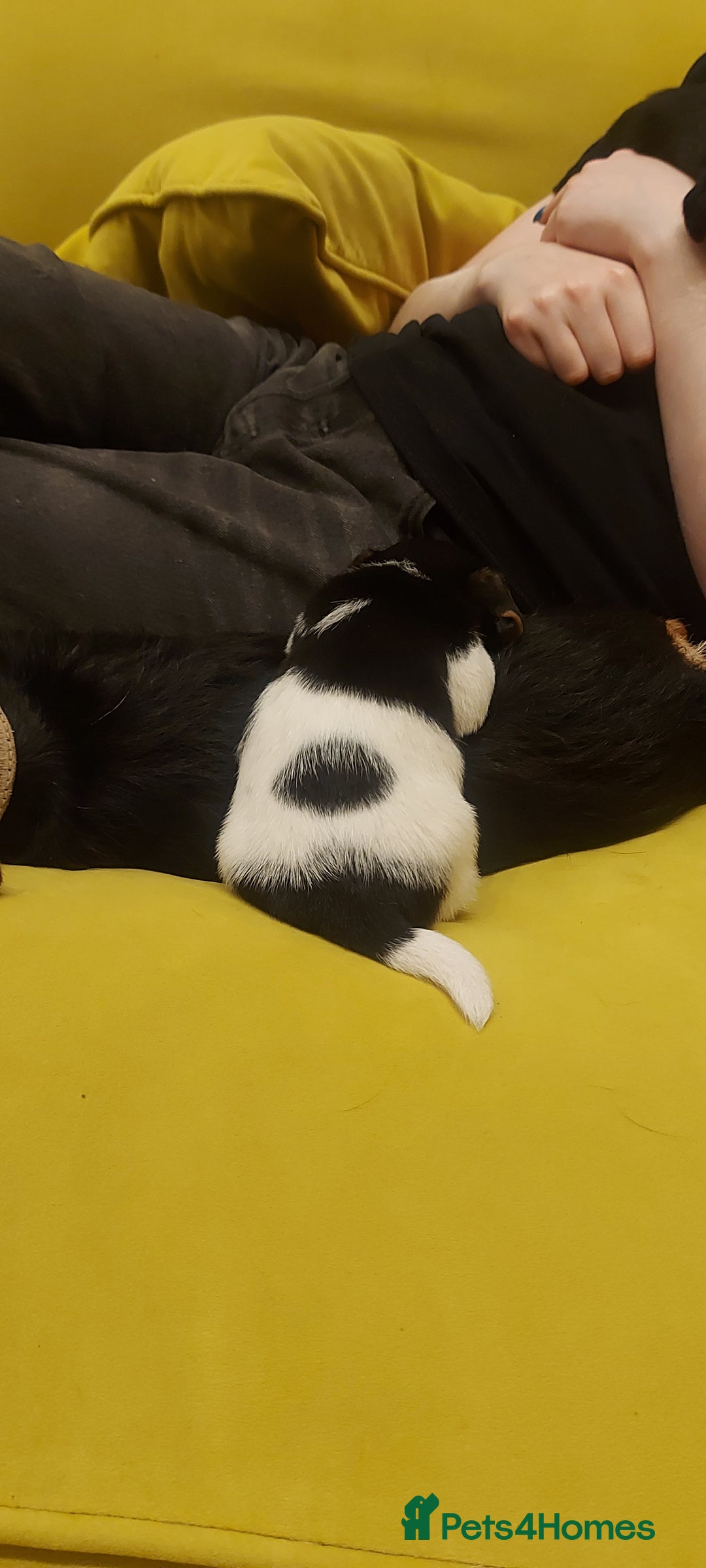 Jack Russell dogs for sale: Stunning tri coloured small JR puppies. - Advert 5