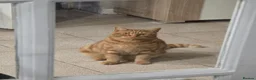 Mixed Breed cats for sale: Ginger Male Neutered - 2 years old in Birmingham - Advert 8
