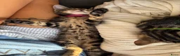 Abyssinian cats for sale: Absynnian tabby mix kittens 1 boy and 1 girl left in Margate - Advert 6