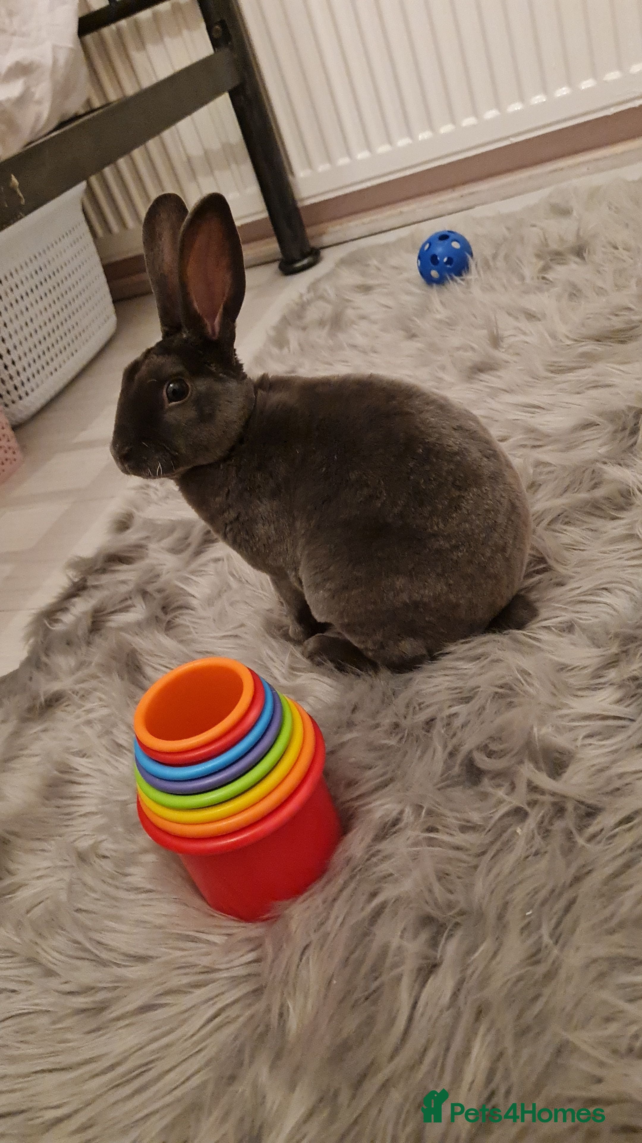 Rex rabbits Bunny for sale. - Advert 1