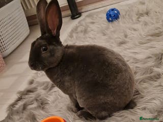 Rex rabbits Bunny for sale. - Advert 10