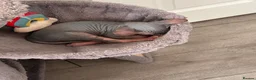 Sphynx cats for sale: Kitten - Advert 26