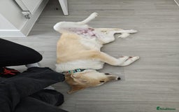 Mixed Breed dogs for sale: 💛🐾 Lovely Lisa 🐾💛 - Image 8