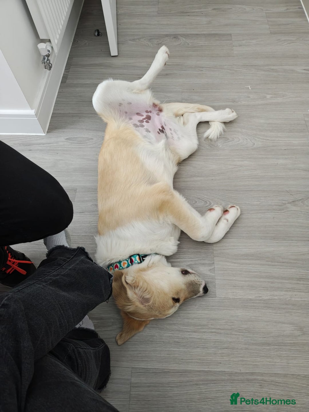 Mixed Breed dogs for sale: 💛🐾 Lovely Lisa 🐾💛 - Image 8