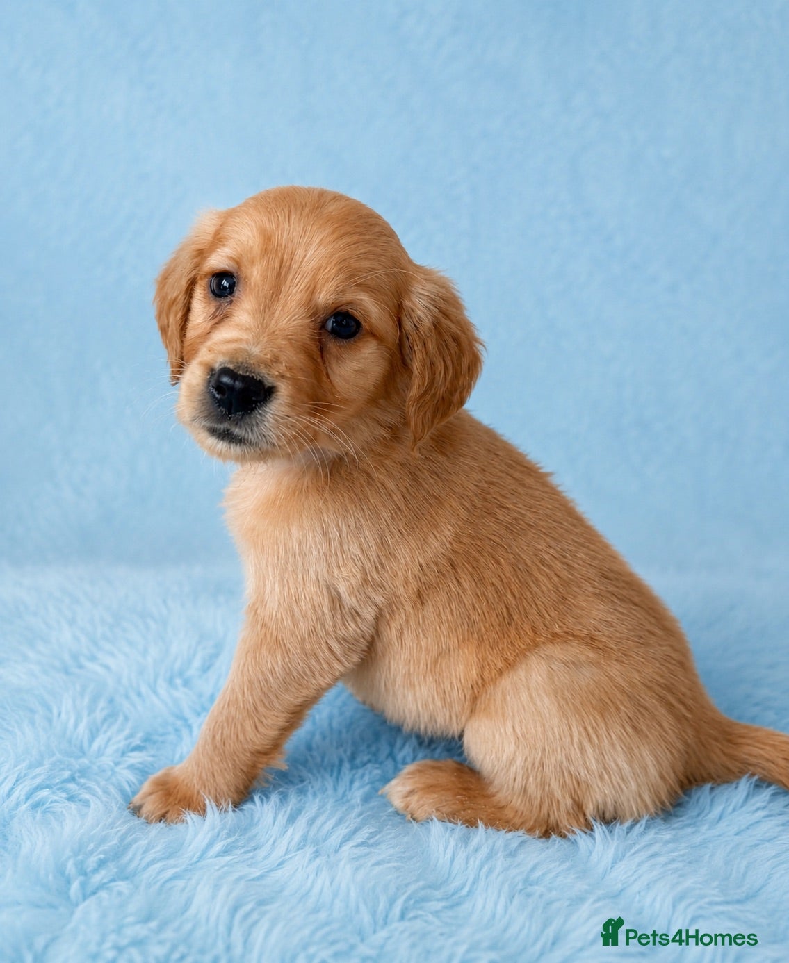 Golden Retriever dogs Ready to leave Outstanding golden retrievers 🐶 - Advert 3