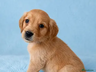 Golden Retriever dogs Ready to leave Outstanding golden retrievers 🐶 - Advert 18
