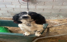 Sprocker dogs for sale: 5x gorgeous sprocker spaniel puppies for sale - Image 10