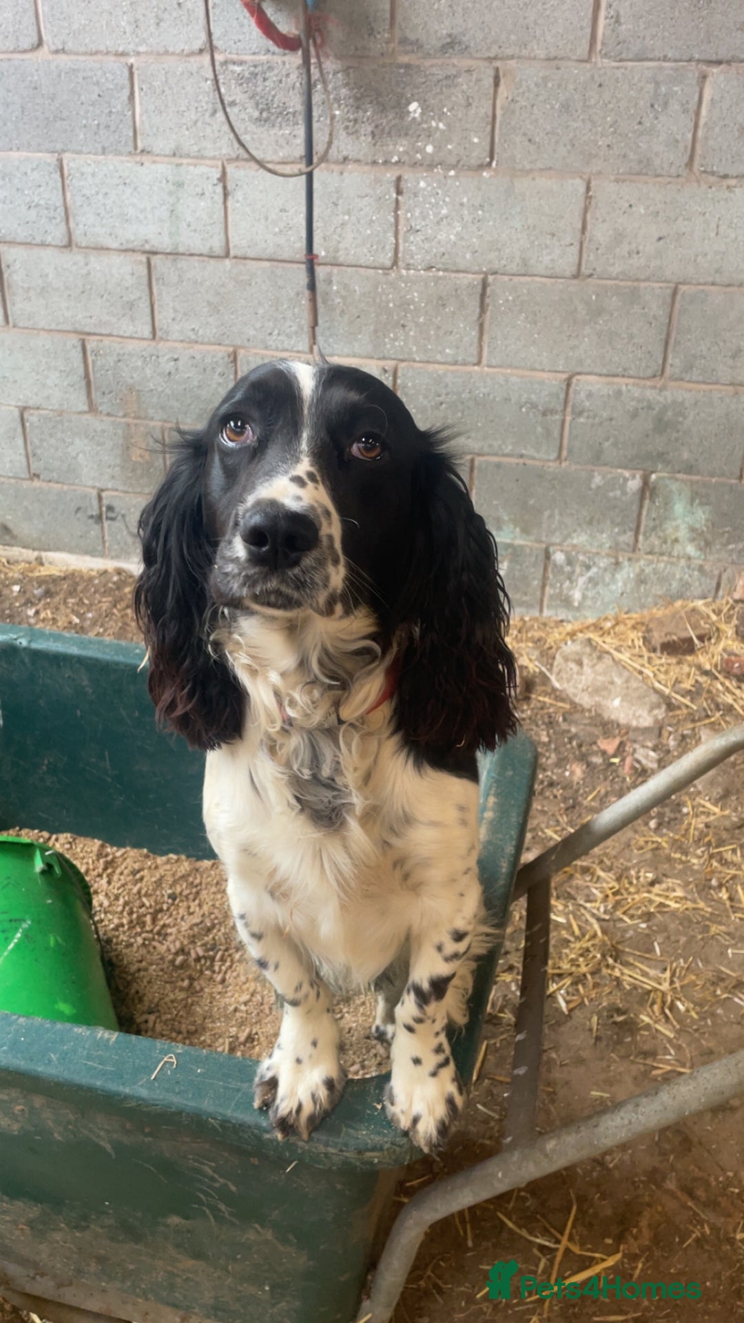 Sprocker dogs for sale: 5x gorgeous sprocker spaniel puppies for sale - Image 10