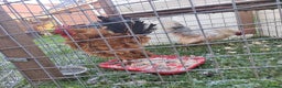 Mixed Breed birds for sale: Friendly purebred serama cockerels - Advert 2