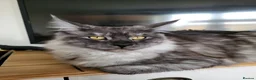 Maine Coon cats for sale: MaineCoon Kittens in Mablethorpe - Advert 1