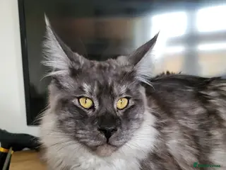 Maine Coon cats MaineCoon Kittens - Advert 10