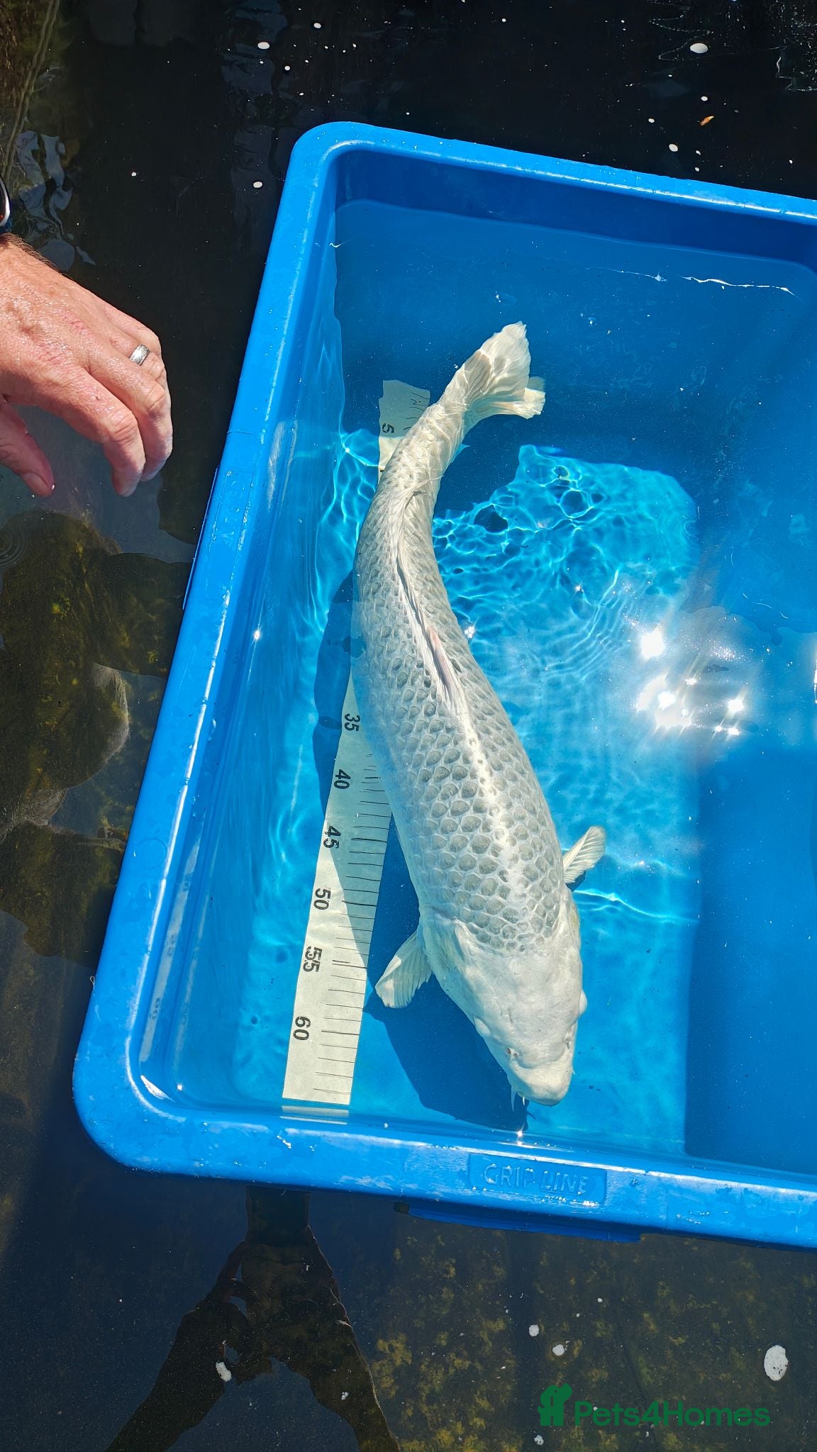 Koi Carp fish Platinum Ogon Chagoi Hi Utsuri - Advert 1