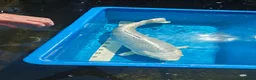 Koi Carp fish for sale: Platinum Ogon Chagoi Hi Utsuri - Advert 1